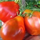 Crveni tartuf paradajz: recenzije + fotografije